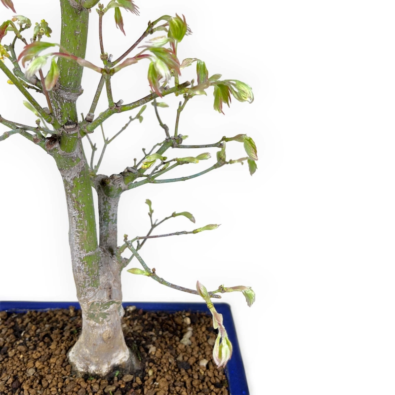 Acer palmatum Tsumabeni - Esdoorn - 55 cm
