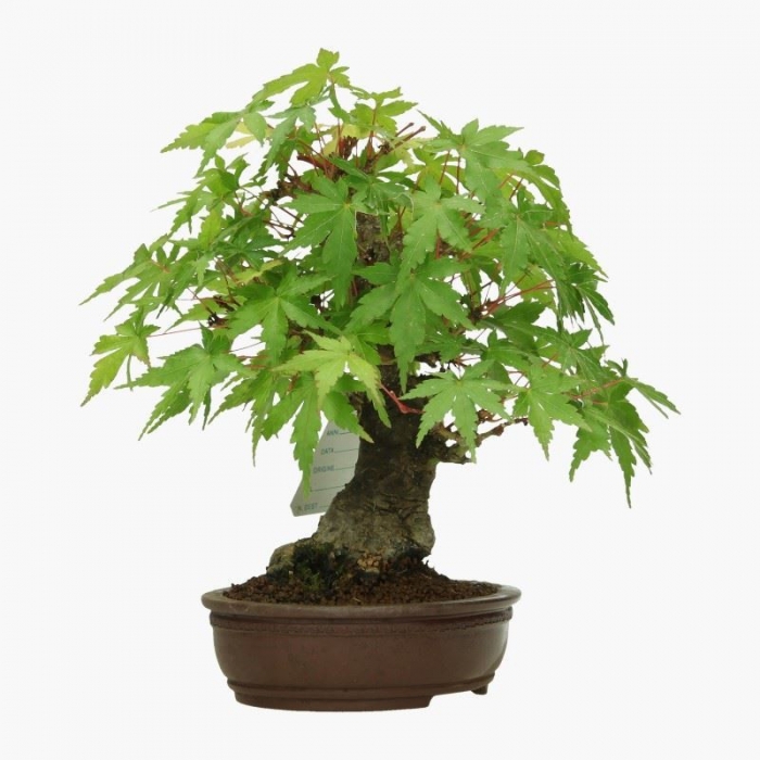 Acer palmatum Viridis - acero - 19 cm