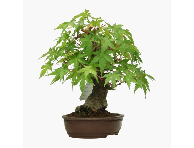 Acer palmatum Viridis - acero - 19 cm