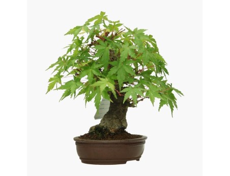 Acer palmatum Viridis - acero - 19 cm
