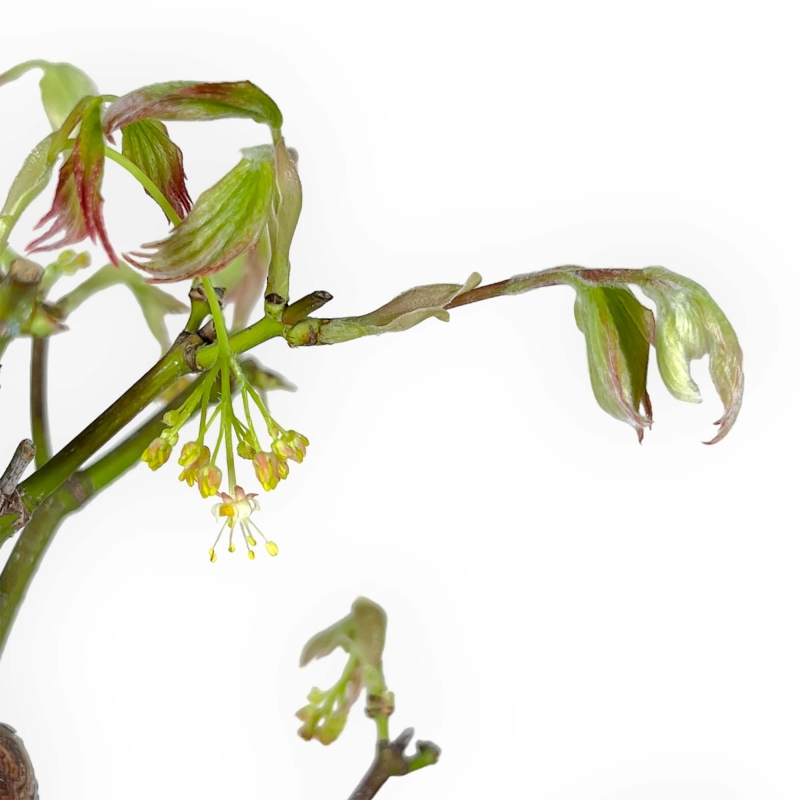 Acer palmatum Tsumabeni - Esdoorn - 55 cm