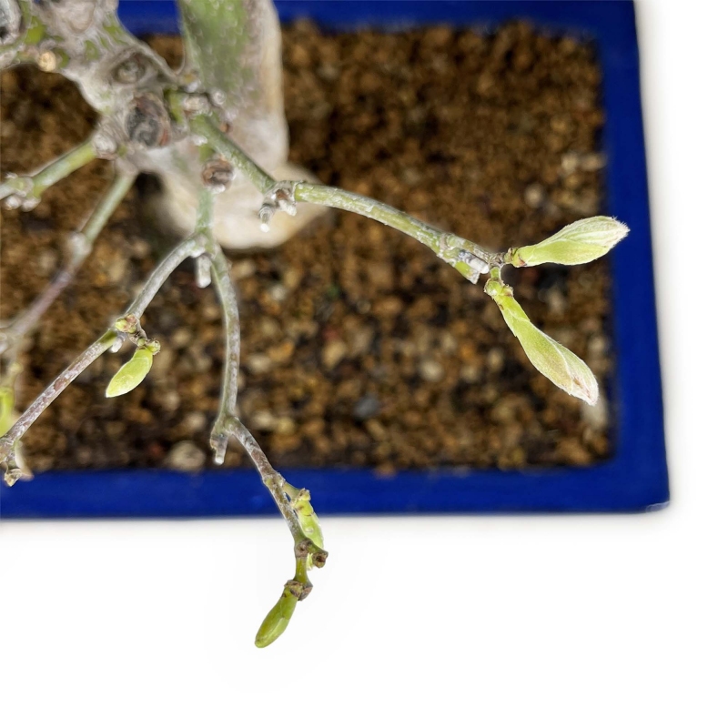 Acer palmatum Tsumabeni - Maple - 55 cm