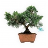 Juniperus chinensis - Ginepro - 27 cm