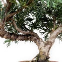 Juniperus chinensis - Ginepro - 27 cm