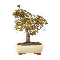Acer palmatum - Érable - 36 cm