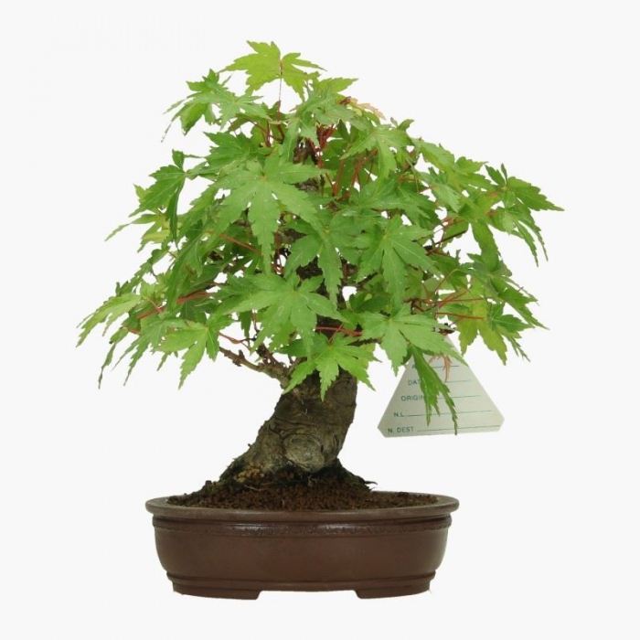 Acer palmatum Viridis - acero - 19 cm