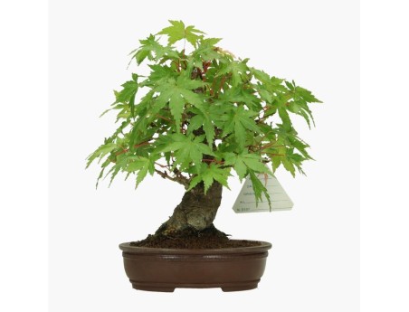 Acer palmatum Viridis - acero - 19 cm