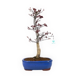 Acer palmatum Nomura - Maple - 50 cm