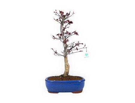 Acer palmatum Nomura - Érable - 50 cm