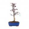 Acer palmatum Nomura - Esdoorn - 50 cm
