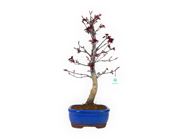 Acer palmatum Nomura - Maple - 50 cm 2