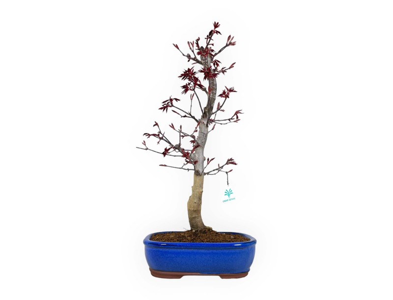 Acer palmatum Nomura - Esdoorn - 50 cm