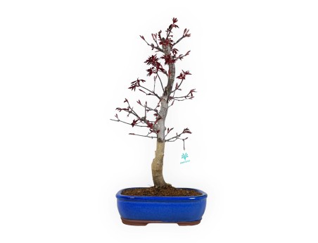 Acer palmatum Nomura - Érable - 50 cm