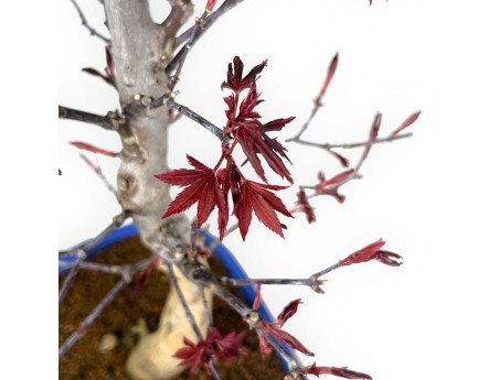 Acer palmatum Nomura - Maple - 50 cm
