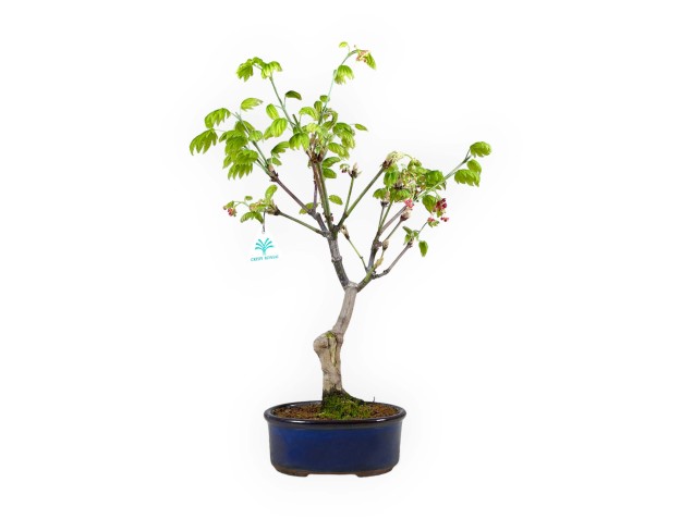 Acer palmatum Vitifolium - Arce - 44 cm