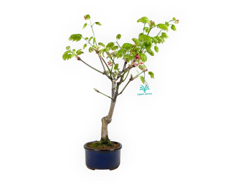 Acer palmatum Vitifolium - Érable - 44 cm