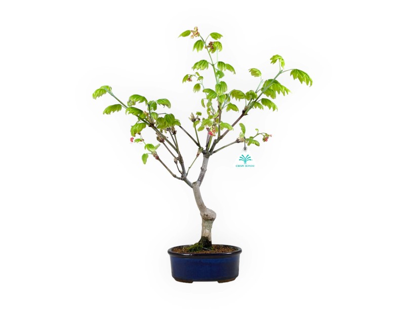 Acer palmatum Vitifolium - Acero - 44 cm