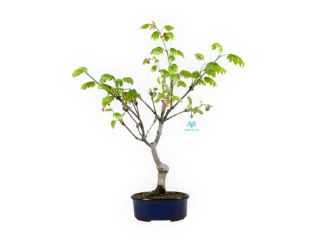 Acer palmatum Vitifolium - Esdoorn - 44 cm