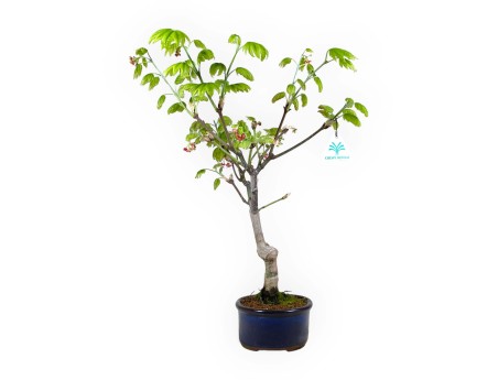 Acer palmatum Vitifolium - Esdoorn - 44 cm