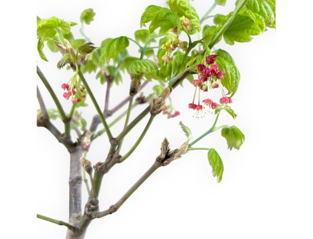 Acer palmatum Vitifolium - Ahorn - 44 cm