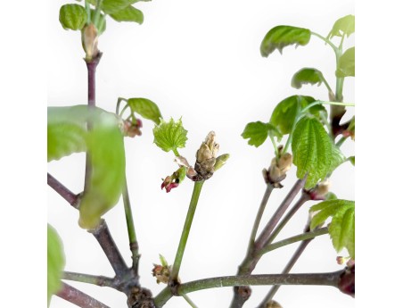 Acer palmatum Vitifolium - Arce - 44 cm