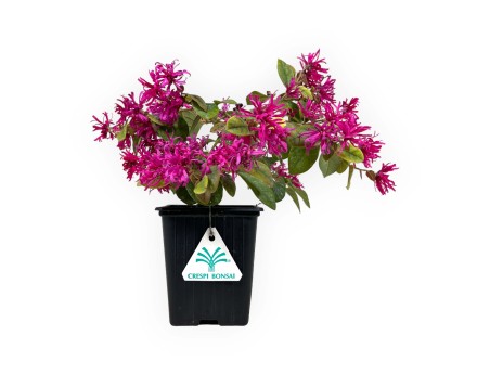Loropetalum ch. ming dynasty - 24 cm