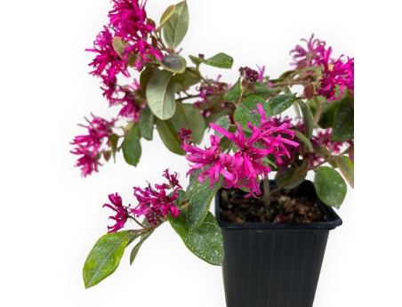 Loropetalum ch. ming dynasty - 24 cm