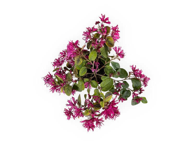 Loropetalum ch. ming dynasty - 24 cm