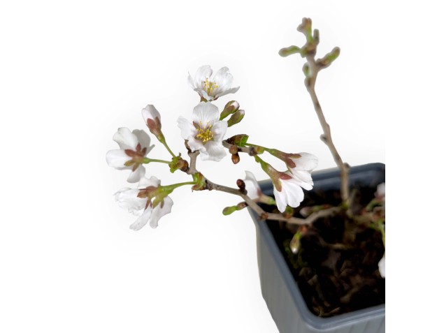 Prunus incisa kojo no mai - 19 cm 2