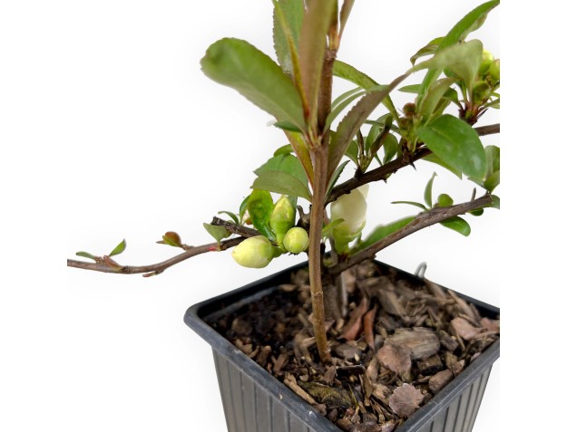 Chaenomeles Speciosa Nivalis - 21 cm 2