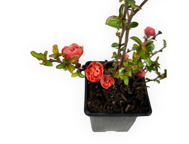 Chaenomeles Superba Red Joy - 30 cm 2