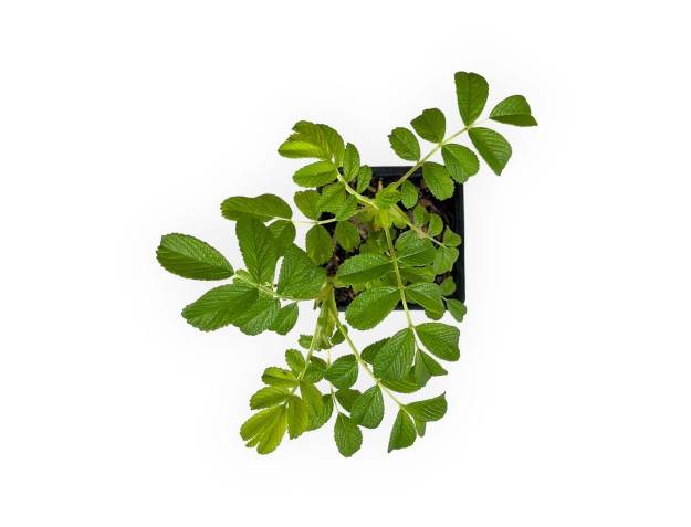 Rosa rugosa angelia pink - 26 cm 2