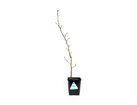 Carpinus betula - Charme - 50 cm