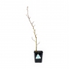 Carpinus betula - Carpino - 50 cm