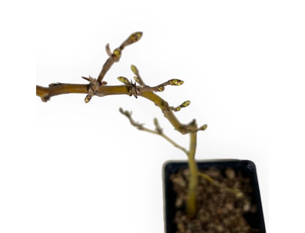 Carpinus betula - Charme - 50 cm 2