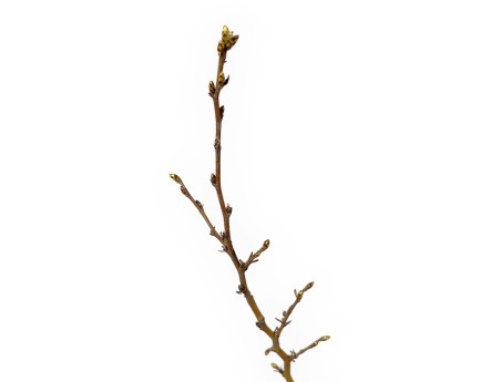 Carpinus betula - Charme - 50 cm