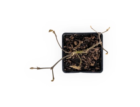 Callicarpa bodinieri imperial pearl - 23 cm