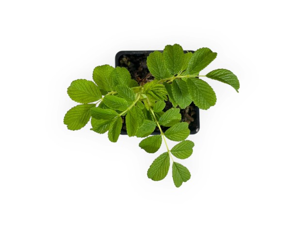 Rosa rugosa angelia white - 20 cm 2