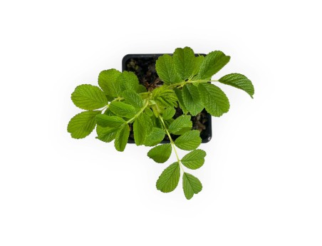 Rosa rugosa angelia white - 20 cm