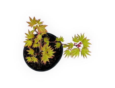 Acer palmatum orange dream - Maple - 37 cm