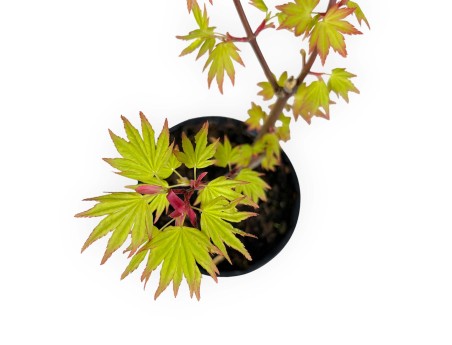 Acer palmatum orange dream - Maple - 37 cm
