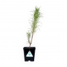 Pinus nigra Corsicana - 41 cm