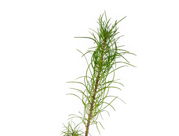 Pinus nigra Corsicana - 41 cm 2