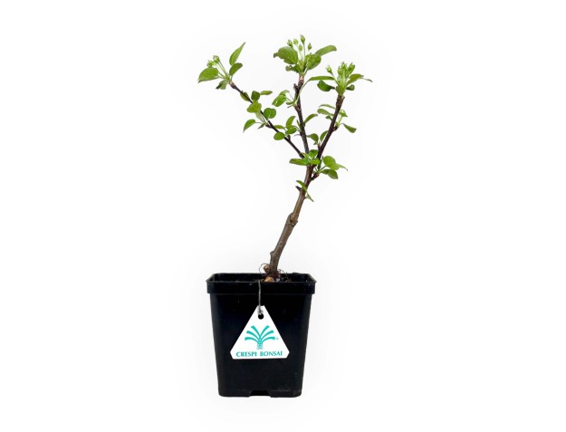 Malus evereste - Melo - 30 cm