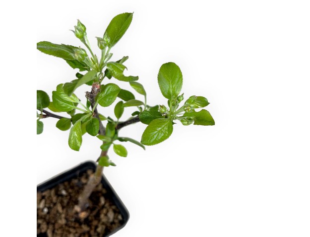 Malus evereste - 30 cm 2