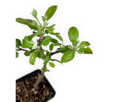 Malus evereste - 30 cm