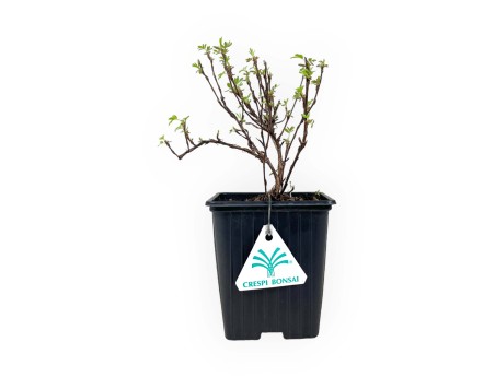 Potentilla fruticosa double punch pastel - 20 cm