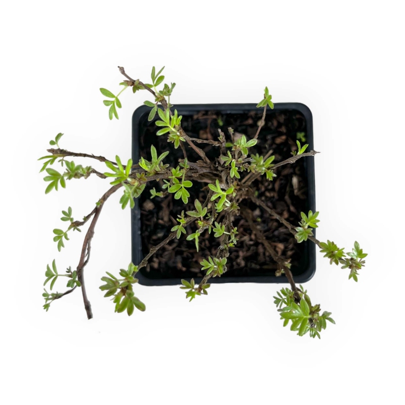 Potentilla fruticosa double punch pastel - 20 cm