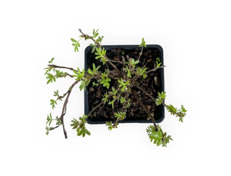 Potentilla fruticosa double punch pastel - 20 cm