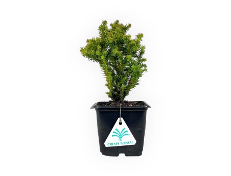 Cryptomeria japonica vilmoriniana - 21 cm